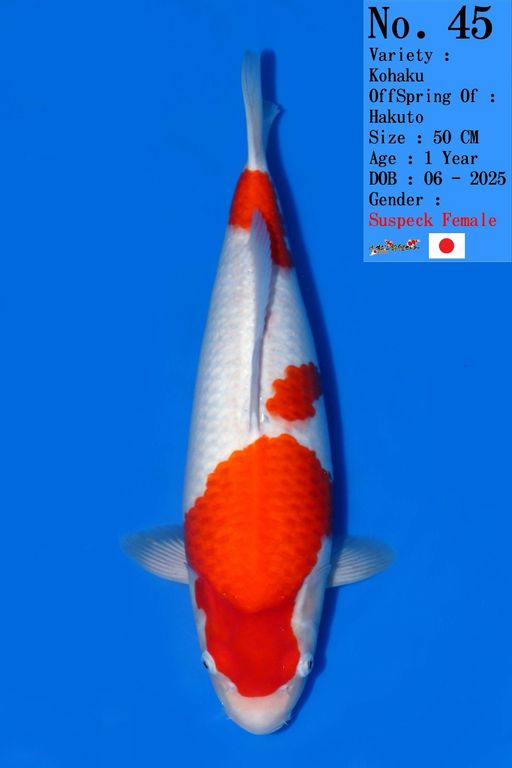Lelang Koi Online, Jual Beli Ikan Koi, Pusat Jual Beli Koi, Info Lelang Koi Hari Ini, Platform Jual Beli Koi, Jual Beli Ikan Koi Online, Marketplace Ikan Koi, Jual Koi Terbaik, Tempat Beli Koi Berkualitas, Pasar Ikan Koi Online Terpercaya, Penjual Ikan Koi Terpercaya, Beli Koi Hias Online, Ikan Koi untuk Dijual, Koi Kualitas Terbaik, Toko Online Ikan Koi, Koi Hias Untuk Dijual, Jual Beli Ikan Koi Lokal, Koi Indonesia Online, Pusat Jual Beli Koi Terbesar