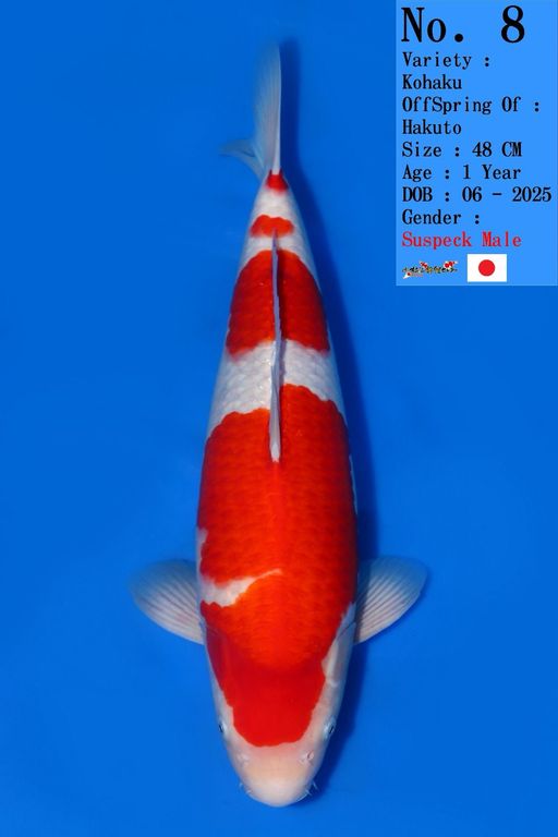 Lelang Koi Online, Jual Beli Ikan Koi, Pusat Jual Beli Koi, Info Lelang Koi Hari Ini, Platform Jual Beli Koi, Jual Beli Ikan Koi Online, Marketplace Ikan Koi, Jual Koi Terbaik, Tempat Beli Koi Berkualitas, Pasar Ikan Koi Online Terpercaya, Penjual Ikan Koi Terpercaya, Beli Koi Hias Online, Ikan Koi untuk Dijual, Koi Kualitas Terbaik, Toko Online Ikan Koi, Koi Hias Untuk Dijual, Jual Beli Ikan Koi Lokal, Koi Indonesia Online, Pusat Jual Beli Koi Terbesar