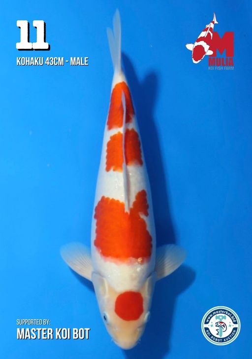 Lelang Koi Online, Jual Beli Ikan Koi, Pusat Jual Beli Koi, Info Lelang Koi Hari Ini, Platform Jual Beli Koi, Jual Beli Ikan Koi Online, Marketplace Ikan Koi, Jual Koi Terbaik, Tempat Beli Koi Berkualitas, Pasar Ikan Koi Online Terpercaya, Penjual Ikan Koi Terpercaya, Beli Koi Hias Online, Ikan Koi untuk Dijual, Koi Kualitas Terbaik, Toko Online Ikan Koi, Koi Hias Untuk Dijual, Jual Beli Ikan Koi Lokal, Koi Indonesia Online, Pusat Jual Beli Koi Terbesar
