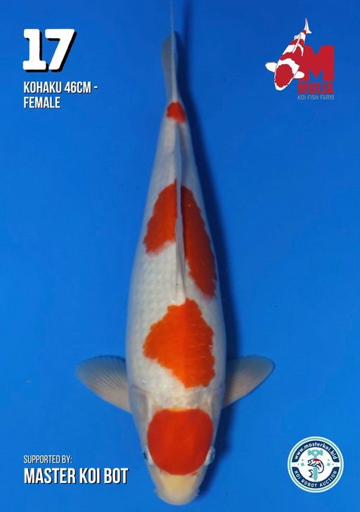 Lelang Koi Online, Jual Beli Ikan Koi, Pusat Jual Beli Koi, Info Lelang Koi Hari Ini, Platform Jual Beli Koi, Jual Beli Ikan Koi Online, Marketplace Ikan Koi, Jual Koi Terbaik, Tempat Beli Koi Berkualitas, Pasar Ikan Koi Online Terpercaya, Penjual Ikan Koi Terpercaya, Beli Koi Hias Online, Ikan Koi untuk Dijual, Koi Kualitas Terbaik, Toko Online Ikan Koi, Koi Hias Untuk Dijual, Jual Beli Ikan Koi Lokal, Koi Indonesia Online, Pusat Jual Beli Koi Terbesar
