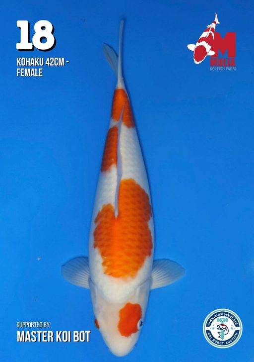 Lelang Koi Online, Jual Beli Ikan Koi, Pusat Jual Beli Koi, Info Lelang Koi Hari Ini, Platform Jual Beli Koi, Jual Beli Ikan Koi Online, Marketplace Ikan Koi, Jual Koi Terbaik, Tempat Beli Koi Berkualitas, Pasar Ikan Koi Online Terpercaya, Penjual Ikan Koi Terpercaya, Beli Koi Hias Online, Ikan Koi untuk Dijual, Koi Kualitas Terbaik, Toko Online Ikan Koi, Koi Hias Untuk Dijual, Jual Beli Ikan Koi Lokal, Koi Indonesia Online, Pusat Jual Beli Koi Terbesar