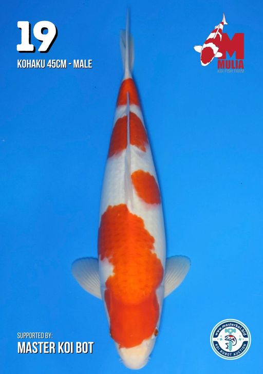 Lelang Koi Online, Jual Beli Ikan Koi, Pusat Jual Beli Koi, Info Lelang Koi Hari Ini, Platform Jual Beli Koi, Jual Beli Ikan Koi Online, Marketplace Ikan Koi, Jual Koi Terbaik, Tempat Beli Koi Berkualitas, Pasar Ikan Koi Online Terpercaya, Penjual Ikan Koi Terpercaya, Beli Koi Hias Online, Ikan Koi untuk Dijual, Koi Kualitas Terbaik, Toko Online Ikan Koi, Koi Hias Untuk Dijual, Jual Beli Ikan Koi Lokal, Koi Indonesia Online, Pusat Jual Beli Koi Terbesar