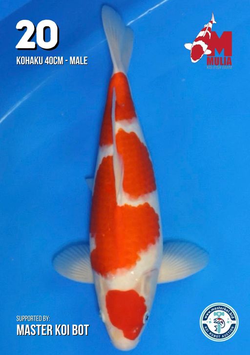 Lelang Koi Online, Jual Beli Ikan Koi, Pusat Jual Beli Koi, Info Lelang Koi Hari Ini, Platform Jual Beli Koi, Jual Beli Ikan Koi Online, Marketplace Ikan Koi, Jual Koi Terbaik, Tempat Beli Koi Berkualitas, Pasar Ikan Koi Online Terpercaya, Penjual Ikan Koi Terpercaya, Beli Koi Hias Online, Ikan Koi untuk Dijual, Koi Kualitas Terbaik, Toko Online Ikan Koi, Koi Hias Untuk Dijual, Jual Beli Ikan Koi Lokal, Koi Indonesia Online, Pusat Jual Beli Koi Terbesar