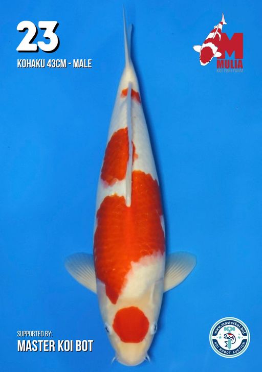 Lelang Koi Online, Jual Beli Ikan Koi, Pusat Jual Beli Koi, Info Lelang Koi Hari Ini, Platform Jual Beli Koi, Jual Beli Ikan Koi Online, Marketplace Ikan Koi, Jual Koi Terbaik, Tempat Beli Koi Berkualitas, Pasar Ikan Koi Online Terpercaya, Penjual Ikan Koi Terpercaya, Beli Koi Hias Online, Ikan Koi untuk Dijual, Koi Kualitas Terbaik, Toko Online Ikan Koi, Koi Hias Untuk Dijual, Jual Beli Ikan Koi Lokal, Koi Indonesia Online, Pusat Jual Beli Koi Terbesar