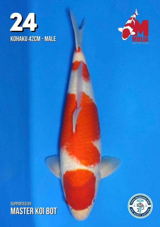 Lelang Koi Online, Jual Beli Ikan Koi, Pusat Jual Beli Koi, Info Lelang Koi Hari Ini, Platform Jual Beli Koi, Jual Beli Ikan Koi Online, Marketplace Ikan Koi, Jual Koi Terbaik, Tempat Beli Koi Berkualitas, Pasar Ikan Koi Online Terpercaya, Penjual Ikan Koi Terpercaya, Beli Koi Hias Online, Ikan Koi untuk Dijual, Koi Kualitas Terbaik, Toko Online Ikan Koi, Koi Hias Untuk Dijual, Jual Beli Ikan Koi Lokal, Koi Indonesia Online, Pusat Jual Beli Koi Terbesar
