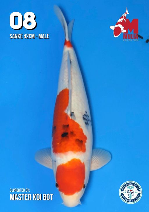 Lelang Koi Online, Jual Beli Ikan Koi, Pusat Jual Beli Koi, Info Lelang Koi Hari Ini, Platform Jual Beli Koi, Jual Beli Ikan Koi Online, Marketplace Ikan Koi, Jual Koi Terbaik, Tempat Beli Koi Berkualitas, Pasar Ikan Koi Online Terpercaya, Penjual Ikan Koi Terpercaya, Beli Koi Hias Online, Ikan Koi untuk Dijual, Koi Kualitas Terbaik, Toko Online Ikan Koi, Koi Hias Untuk Dijual, Jual Beli Ikan Koi Lokal, Koi Indonesia Online, Pusat Jual Beli Koi Terbesar