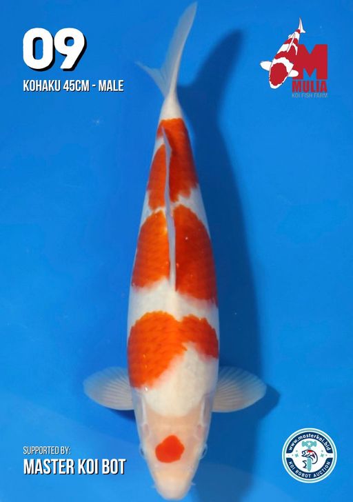 Lelang Koi Online, Jual Beli Ikan Koi, Pusat Jual Beli Koi, Info Lelang Koi Hari Ini, Platform Jual Beli Koi, Jual Beli Ikan Koi Online, Marketplace Ikan Koi, Jual Koi Terbaik, Tempat Beli Koi Berkualitas, Pasar Ikan Koi Online Terpercaya, Penjual Ikan Koi Terpercaya, Beli Koi Hias Online, Ikan Koi untuk Dijual, Koi Kualitas Terbaik, Toko Online Ikan Koi, Koi Hias Untuk Dijual, Jual Beli Ikan Koi Lokal, Koi Indonesia Online, Pusat Jual Beli Koi Terbesar