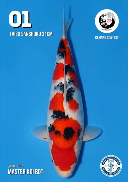 Lelang Koi Online, Jual Beli Ikan Koi, Pusat Jual Beli Koi, Info Lelang Koi Hari Ini, Platform Jual Beli Koi, Jual Beli Ikan Koi Online, Marketplace Ikan Koi, Jual Koi Terbaik, Tempat Beli Koi Berkualitas, Pasar Ikan Koi Online Terpercaya, Penjual Ikan Koi Terpercaya, Beli Koi Hias Online, Ikan Koi untuk Dijual, Koi Kualitas Terbaik, Toko Online Ikan Koi, Koi Hias Untuk Dijual, Jual Beli Ikan Koi Lokal, Koi Indonesia Online, Pusat Jual Beli Koi Terbesar