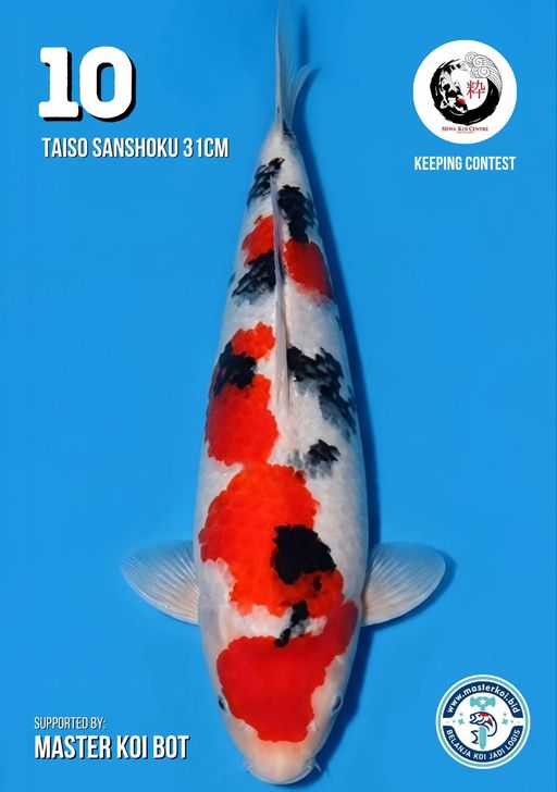 Lelang Koi Online, Jual Beli Ikan Koi, Pusat Jual Beli Koi, Info Lelang Koi Hari Ini, Platform Jual Beli Koi, Jual Beli Ikan Koi Online, Marketplace Ikan Koi, Jual Koi Terbaik, Tempat Beli Koi Berkualitas, Pasar Ikan Koi Online Terpercaya, Penjual Ikan Koi Terpercaya, Beli Koi Hias Online, Ikan Koi untuk Dijual, Koi Kualitas Terbaik, Toko Online Ikan Koi, Koi Hias Untuk Dijual, Jual Beli Ikan Koi Lokal, Koi Indonesia Online, Pusat Jual Beli Koi Terbesar