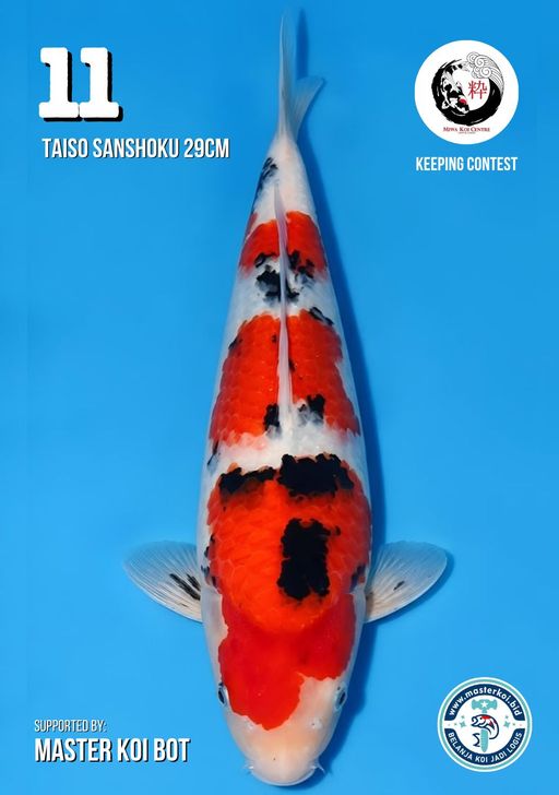 Lelang Koi Online, Jual Beli Ikan Koi, Pusat Jual Beli Koi, Info Lelang Koi Hari Ini, Platform Jual Beli Koi, Jual Beli Ikan Koi Online, Marketplace Ikan Koi, Jual Koi Terbaik, Tempat Beli Koi Berkualitas, Pasar Ikan Koi Online Terpercaya, Penjual Ikan Koi Terpercaya, Beli Koi Hias Online, Ikan Koi untuk Dijual, Koi Kualitas Terbaik, Toko Online Ikan Koi, Koi Hias Untuk Dijual, Jual Beli Ikan Koi Lokal, Koi Indonesia Online, Pusat Jual Beli Koi Terbesar