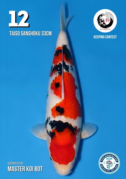 Lelang Koi Online, Jual Beli Ikan Koi, Pusat Jual Beli Koi, Info Lelang Koi Hari Ini, Platform Jual Beli Koi, Jual Beli Ikan Koi Online, Marketplace Ikan Koi, Jual Koi Terbaik, Tempat Beli Koi Berkualitas, Pasar Ikan Koi Online Terpercaya, Penjual Ikan Koi Terpercaya, Beli Koi Hias Online, Ikan Koi untuk Dijual, Koi Kualitas Terbaik, Toko Online Ikan Koi, Koi Hias Untuk Dijual, Jual Beli Ikan Koi Lokal, Koi Indonesia Online, Pusat Jual Beli Koi Terbesar