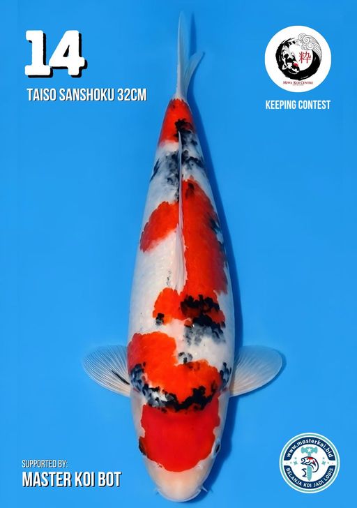 Lelang Koi Online, Jual Beli Ikan Koi, Pusat Jual Beli Koi, Info Lelang Koi Hari Ini, Platform Jual Beli Koi, Jual Beli Ikan Koi Online, Marketplace Ikan Koi, Jual Koi Terbaik, Tempat Beli Koi Berkualitas, Pasar Ikan Koi Online Terpercaya, Penjual Ikan Koi Terpercaya, Beli Koi Hias Online, Ikan Koi untuk Dijual, Koi Kualitas Terbaik, Toko Online Ikan Koi, Koi Hias Untuk Dijual, Jual Beli Ikan Koi Lokal, Koi Indonesia Online, Pusat Jual Beli Koi Terbesar