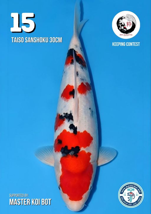Lelang Koi Online, Jual Beli Ikan Koi, Pusat Jual Beli Koi, Info Lelang Koi Hari Ini, Platform Jual Beli Koi, Jual Beli Ikan Koi Online, Marketplace Ikan Koi, Jual Koi Terbaik, Tempat Beli Koi Berkualitas, Pasar Ikan Koi Online Terpercaya, Penjual Ikan Koi Terpercaya, Beli Koi Hias Online, Ikan Koi untuk Dijual, Koi Kualitas Terbaik, Toko Online Ikan Koi, Koi Hias Untuk Dijual, Jual Beli Ikan Koi Lokal, Koi Indonesia Online, Pusat Jual Beli Koi Terbesar