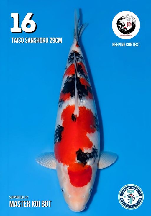 Lelang Koi Online, Jual Beli Ikan Koi, Pusat Jual Beli Koi, Info Lelang Koi Hari Ini, Platform Jual Beli Koi, Jual Beli Ikan Koi Online, Marketplace Ikan Koi, Jual Koi Terbaik, Tempat Beli Koi Berkualitas, Pasar Ikan Koi Online Terpercaya, Penjual Ikan Koi Terpercaya, Beli Koi Hias Online, Ikan Koi untuk Dijual, Koi Kualitas Terbaik, Toko Online Ikan Koi, Koi Hias Untuk Dijual, Jual Beli Ikan Koi Lokal, Koi Indonesia Online, Pusat Jual Beli Koi Terbesar