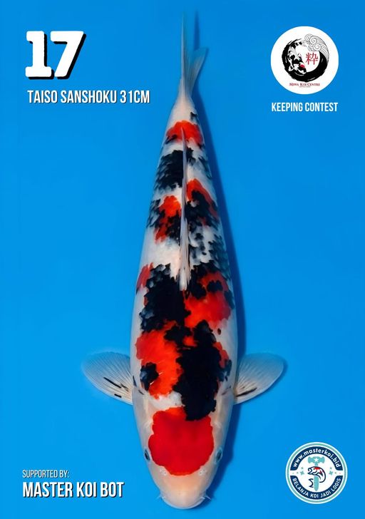 Lelang Koi Online, Jual Beli Ikan Koi, Pusat Jual Beli Koi, Info Lelang Koi Hari Ini, Platform Jual Beli Koi, Jual Beli Ikan Koi Online, Marketplace Ikan Koi, Jual Koi Terbaik, Tempat Beli Koi Berkualitas, Pasar Ikan Koi Online Terpercaya, Penjual Ikan Koi Terpercaya, Beli Koi Hias Online, Ikan Koi untuk Dijual, Koi Kualitas Terbaik, Toko Online Ikan Koi, Koi Hias Untuk Dijual, Jual Beli Ikan Koi Lokal, Koi Indonesia Online, Pusat Jual Beli Koi Terbesar