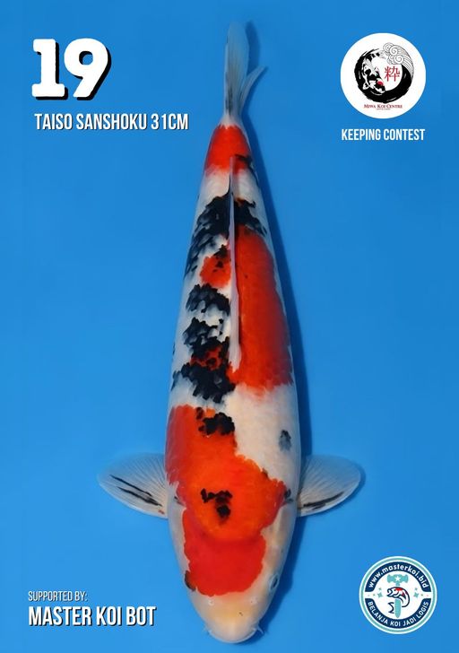 Lelang Koi Online, Jual Beli Ikan Koi, Pusat Jual Beli Koi, Info Lelang Koi Hari Ini, Platform Jual Beli Koi, Jual Beli Ikan Koi Online, Marketplace Ikan Koi, Jual Koi Terbaik, Tempat Beli Koi Berkualitas, Pasar Ikan Koi Online Terpercaya, Penjual Ikan Koi Terpercaya, Beli Koi Hias Online, Ikan Koi untuk Dijual, Koi Kualitas Terbaik, Toko Online Ikan Koi, Koi Hias Untuk Dijual, Jual Beli Ikan Koi Lokal, Koi Indonesia Online, Pusat Jual Beli Koi Terbesar