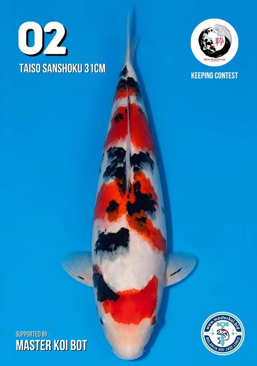 Lelang Koi Online, Jual Beli Ikan Koi, Pusat Jual Beli Koi, Info Lelang Koi Hari Ini, Platform Jual Beli Koi, Jual Beli Ikan Koi Online, Marketplace Ikan Koi, Jual Koi Terbaik, Tempat Beli Koi Berkualitas, Pasar Ikan Koi Online Terpercaya, Penjual Ikan Koi Terpercaya, Beli Koi Hias Online, Ikan Koi untuk Dijual, Koi Kualitas Terbaik, Toko Online Ikan Koi, Koi Hias Untuk Dijual, Jual Beli Ikan Koi Lokal, Koi Indonesia Online, Pusat Jual Beli Koi Terbesar