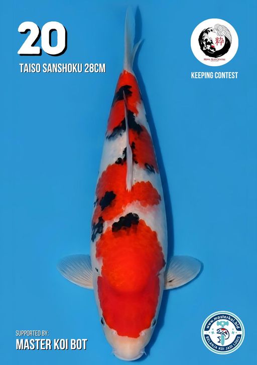 Lelang Koi Online, Jual Beli Ikan Koi, Pusat Jual Beli Koi, Info Lelang Koi Hari Ini, Platform Jual Beli Koi, Jual Beli Ikan Koi Online, Marketplace Ikan Koi, Jual Koi Terbaik, Tempat Beli Koi Berkualitas, Pasar Ikan Koi Online Terpercaya, Penjual Ikan Koi Terpercaya, Beli Koi Hias Online, Ikan Koi untuk Dijual, Koi Kualitas Terbaik, Toko Online Ikan Koi, Koi Hias Untuk Dijual, Jual Beli Ikan Koi Lokal, Koi Indonesia Online, Pusat Jual Beli Koi Terbesar