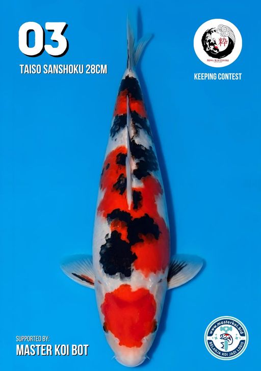 Lelang Koi Online, Jual Beli Ikan Koi, Pusat Jual Beli Koi, Info Lelang Koi Hari Ini, Platform Jual Beli Koi, Jual Beli Ikan Koi Online, Marketplace Ikan Koi, Jual Koi Terbaik, Tempat Beli Koi Berkualitas, Pasar Ikan Koi Online Terpercaya, Penjual Ikan Koi Terpercaya, Beli Koi Hias Online, Ikan Koi untuk Dijual, Koi Kualitas Terbaik, Toko Online Ikan Koi, Koi Hias Untuk Dijual, Jual Beli Ikan Koi Lokal, Koi Indonesia Online, Pusat Jual Beli Koi Terbesar