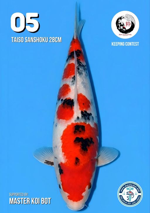 Lelang Koi Online, Jual Beli Ikan Koi, Pusat Jual Beli Koi, Info Lelang Koi Hari Ini, Platform Jual Beli Koi, Jual Beli Ikan Koi Online, Marketplace Ikan Koi, Jual Koi Terbaik, Tempat Beli Koi Berkualitas, Pasar Ikan Koi Online Terpercaya, Penjual Ikan Koi Terpercaya, Beli Koi Hias Online, Ikan Koi untuk Dijual, Koi Kualitas Terbaik, Toko Online Ikan Koi, Koi Hias Untuk Dijual, Jual Beli Ikan Koi Lokal, Koi Indonesia Online, Pusat Jual Beli Koi Terbesar