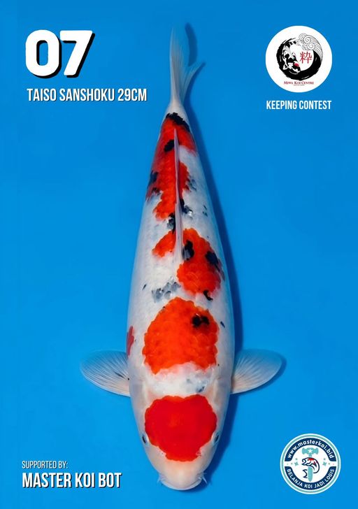 Lelang Koi Online, Jual Beli Ikan Koi, Pusat Jual Beli Koi, Info Lelang Koi Hari Ini, Platform Jual Beli Koi, Jual Beli Ikan Koi Online, Marketplace Ikan Koi, Jual Koi Terbaik, Tempat Beli Koi Berkualitas, Pasar Ikan Koi Online Terpercaya, Penjual Ikan Koi Terpercaya, Beli Koi Hias Online, Ikan Koi untuk Dijual, Koi Kualitas Terbaik, Toko Online Ikan Koi, Koi Hias Untuk Dijual, Jual Beli Ikan Koi Lokal, Koi Indonesia Online, Pusat Jual Beli Koi Terbesar