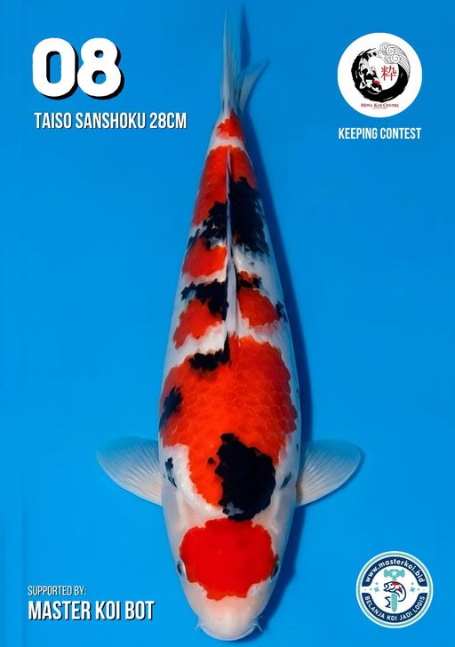 Lelang Koi Online, Jual Beli Ikan Koi, Pusat Jual Beli Koi, Info Lelang Koi Hari Ini, Platform Jual Beli Koi, Jual Beli Ikan Koi Online, Marketplace Ikan Koi, Jual Koi Terbaik, Tempat Beli Koi Berkualitas, Pasar Ikan Koi Online Terpercaya, Penjual Ikan Koi Terpercaya, Beli Koi Hias Online, Ikan Koi untuk Dijual, Koi Kualitas Terbaik, Toko Online Ikan Koi, Koi Hias Untuk Dijual, Jual Beli Ikan Koi Lokal, Koi Indonesia Online, Pusat Jual Beli Koi Terbesar