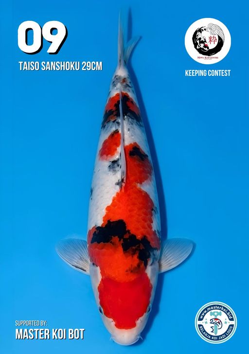 Lelang Koi Online, Jual Beli Ikan Koi, Pusat Jual Beli Koi, Info Lelang Koi Hari Ini, Platform Jual Beli Koi, Jual Beli Ikan Koi Online, Marketplace Ikan Koi, Jual Koi Terbaik, Tempat Beli Koi Berkualitas, Pasar Ikan Koi Online Terpercaya, Penjual Ikan Koi Terpercaya, Beli Koi Hias Online, Ikan Koi untuk Dijual, Koi Kualitas Terbaik, Toko Online Ikan Koi, Koi Hias Untuk Dijual, Jual Beli Ikan Koi Lokal, Koi Indonesia Online, Pusat Jual Beli Koi Terbesar