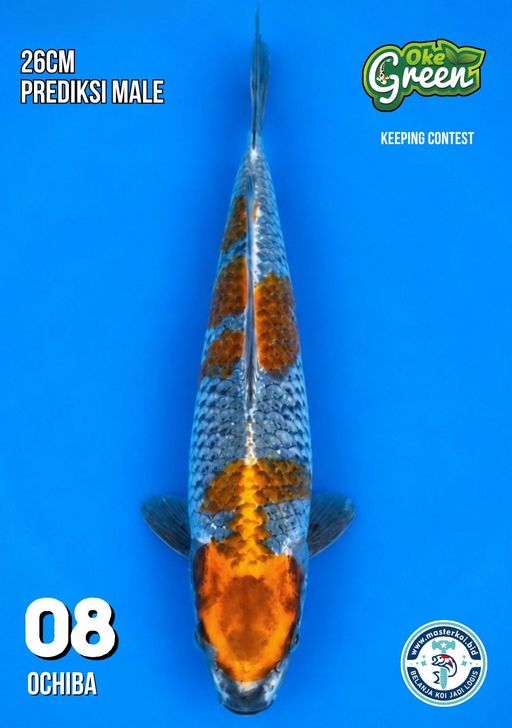 Lelang Koi Online, Jual Beli Ikan Koi, Pusat Jual Beli Koi, Info Lelang Koi Hari Ini, Platform Jual Beli Koi, Jual Beli Ikan Koi Online, Marketplace Ikan Koi, Jual Koi Terbaik, Tempat Beli Koi Berkualitas, Pasar Ikan Koi Online Terpercaya, Penjual Ikan Koi Terpercaya, Beli Koi Hias Online, Ikan Koi untuk Dijual, Koi Kualitas Terbaik, Toko Online Ikan Koi, Koi Hias Untuk Dijual, Jual Beli Ikan Koi Lokal, Koi Indonesia Online, Pusat Jual Beli Koi Terbesar