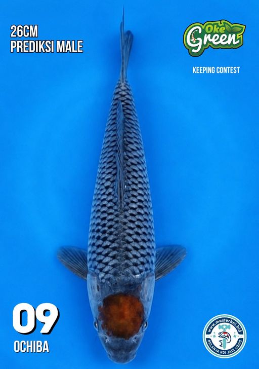 Lelang Koi Online, Jual Beli Ikan Koi, Pusat Jual Beli Koi, Info Lelang Koi Hari Ini, Platform Jual Beli Koi, Jual Beli Ikan Koi Online, Marketplace Ikan Koi, Jual Koi Terbaik, Tempat Beli Koi Berkualitas, Pasar Ikan Koi Online Terpercaya, Penjual Ikan Koi Terpercaya, Beli Koi Hias Online, Ikan Koi untuk Dijual, Koi Kualitas Terbaik, Toko Online Ikan Koi, Koi Hias Untuk Dijual, Jual Beli Ikan Koi Lokal, Koi Indonesia Online, Pusat Jual Beli Koi Terbesar