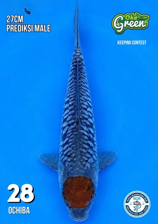 Lelang Koi Online, Jual Beli Ikan Koi, Pusat Jual Beli Koi, Info Lelang Koi Hari Ini, Platform Jual Beli Koi, Jual Beli Ikan Koi Online, Marketplace Ikan Koi, Jual Koi Terbaik, Tempat Beli Koi Berkualitas, Pasar Ikan Koi Online Terpercaya, Penjual Ikan Koi Terpercaya, Beli Koi Hias Online, Ikan Koi untuk Dijual, Koi Kualitas Terbaik, Toko Online Ikan Koi, Koi Hias Untuk Dijual, Jual Beli Ikan Koi Lokal, Koi Indonesia Online, Pusat Jual Beli Koi Terbesar