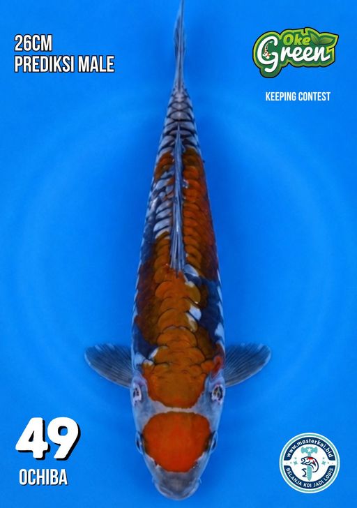 Lelang Koi Online, Jual Beli Ikan Koi, Pusat Jual Beli Koi, Info Lelang Koi Hari Ini, Platform Jual Beli Koi, Jual Beli Ikan Koi Online, Marketplace Ikan Koi, Jual Koi Terbaik, Tempat Beli Koi Berkualitas, Pasar Ikan Koi Online Terpercaya, Penjual Ikan Koi Terpercaya, Beli Koi Hias Online, Ikan Koi untuk Dijual, Koi Kualitas Terbaik, Toko Online Ikan Koi, Koi Hias Untuk Dijual, Jual Beli Ikan Koi Lokal, Koi Indonesia Online, Pusat Jual Beli Koi Terbesar