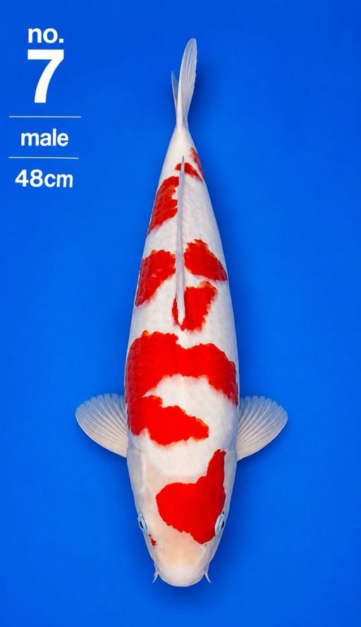 Lelang Koi Online, Jual Beli Ikan Koi, Pusat Jual Beli Koi, Info Lelang Koi Hari Ini, Platform Jual Beli Koi, Jual Beli Ikan Koi Online, Marketplace Ikan Koi, Jual Koi Terbaik, Tempat Beli Koi Berkualitas, Pasar Ikan Koi Online Terpercaya, Penjual Ikan Koi Terpercaya, Beli Koi Hias Online, Ikan Koi untuk Dijual, Koi Kualitas Terbaik, Toko Online Ikan Koi, Koi Hias Untuk Dijual, Jual Beli Ikan Koi Lokal, Koi Indonesia Online, Pusat Jual Beli Koi Terbesar