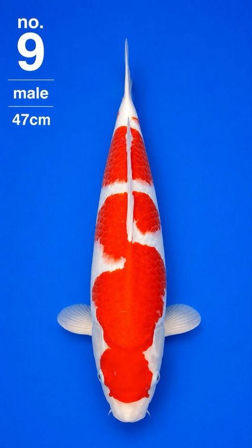 Lelang Koi Online, Jual Beli Ikan Koi, Pusat Jual Beli Koi, Info Lelang Koi Hari Ini, Platform Jual Beli Koi, Jual Beli Ikan Koi Online, Marketplace Ikan Koi, Jual Koi Terbaik, Tempat Beli Koi Berkualitas, Pasar Ikan Koi Online Terpercaya, Penjual Ikan Koi Terpercaya, Beli Koi Hias Online, Ikan Koi untuk Dijual, Koi Kualitas Terbaik, Toko Online Ikan Koi, Koi Hias Untuk Dijual, Jual Beli Ikan Koi Lokal, Koi Indonesia Online, Pusat Jual Beli Koi Terbesar