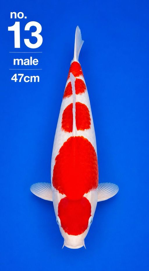 Lelang Koi Online, Jual Beli Ikan Koi, Pusat Jual Beli Koi, Info Lelang Koi Hari Ini, Platform Jual Beli Koi, Jual Beli Ikan Koi Online, Marketplace Ikan Koi, Jual Koi Terbaik, Tempat Beli Koi Berkualitas, Pasar Ikan Koi Online Terpercaya, Penjual Ikan Koi Terpercaya, Beli Koi Hias Online, Ikan Koi untuk Dijual, Koi Kualitas Terbaik, Toko Online Ikan Koi, Koi Hias Untuk Dijual, Jual Beli Ikan Koi Lokal, Koi Indonesia Online, Pusat Jual Beli Koi Terbesar