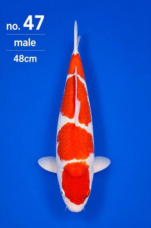 Lelang Koi Online, Jual Beli Ikan Koi, Pusat Jual Beli Koi, Info Lelang Koi Hari Ini, Platform Jual Beli Koi, Jual Beli Ikan Koi Online, Marketplace Ikan Koi, Jual Koi Terbaik, Tempat Beli Koi Berkualitas, Pasar Ikan Koi Online Terpercaya, Penjual Ikan Koi Terpercaya, Beli Koi Hias Online, Ikan Koi untuk Dijual, Koi Kualitas Terbaik, Toko Online Ikan Koi, Koi Hias Untuk Dijual, Jual Beli Ikan Koi Lokal, Koi Indonesia Online, Pusat Jual Beli Koi Terbesar