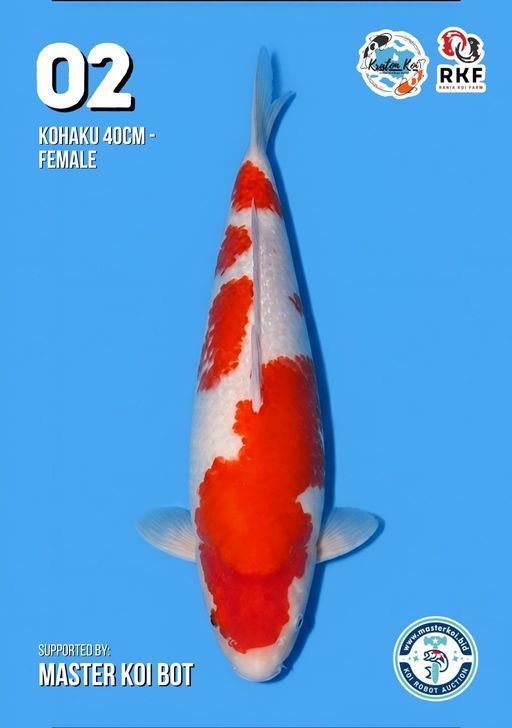 Lelang Koi Online, Jual Beli Ikan Koi, Pusat Jual Beli Koi, Info Lelang Koi Hari Ini, Platform Jual Beli Koi, Jual Beli Ikan Koi Online, Marketplace Ikan Koi, Jual Koi Terbaik, Tempat Beli Koi Berkualitas, Pasar Ikan Koi Online Terpercaya, Penjual Ikan Koi Terpercaya, Beli Koi Hias Online, Ikan Koi untuk Dijual, Koi Kualitas Terbaik, Toko Online Ikan Koi, Koi Hias Untuk Dijual, Jual Beli Ikan Koi Lokal, Koi Indonesia Online, Pusat Jual Beli Koi Terbesar