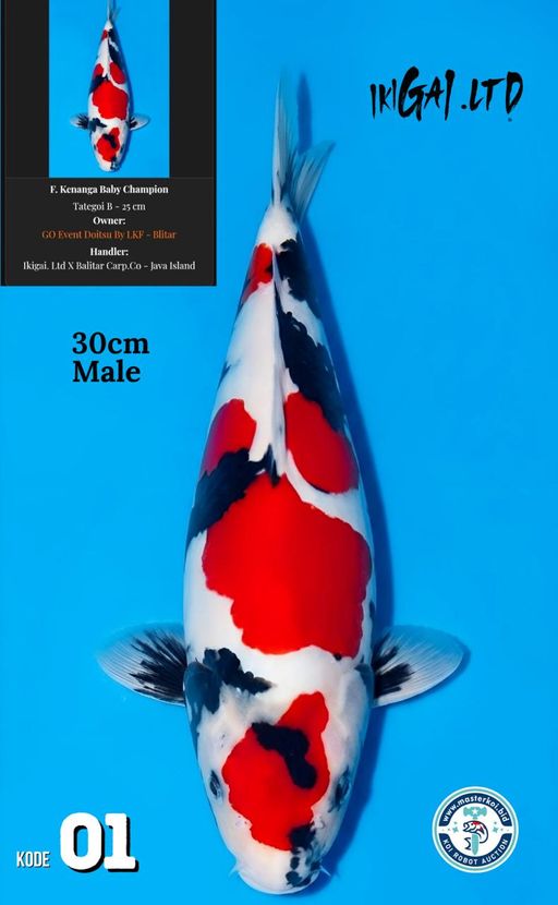 Lelang Koi Online, Jual Beli Ikan Koi, Pusat Jual Beli Koi, Info Lelang Koi Hari Ini, Platform Jual Beli Koi, Jual Beli Ikan Koi Online, Marketplace Ikan Koi, Jual Koi Terbaik, Tempat Beli Koi Berkualitas, Pasar Ikan Koi Online Terpercaya, Penjual Ikan Koi Terpercaya, Beli Koi Hias Online, Ikan Koi untuk Dijual, Koi Kualitas Terbaik, Toko Online Ikan Koi, Koi Hias Untuk Dijual, Jual Beli Ikan Koi Lokal, Koi Indonesia Online, Pusat Jual Beli Koi Terbesar