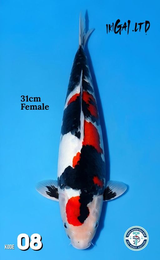 Lelang Koi Online, Jual Beli Ikan Koi, Pusat Jual Beli Koi, Info Lelang Koi Hari Ini, Platform Jual Beli Koi, Jual Beli Ikan Koi Online, Marketplace Ikan Koi, Jual Koi Terbaik, Tempat Beli Koi Berkualitas, Pasar Ikan Koi Online Terpercaya, Penjual Ikan Koi Terpercaya, Beli Koi Hias Online, Ikan Koi untuk Dijual, Koi Kualitas Terbaik, Toko Online Ikan Koi, Koi Hias Untuk Dijual, Jual Beli Ikan Koi Lokal, Koi Indonesia Online, Pusat Jual Beli Koi Terbesar