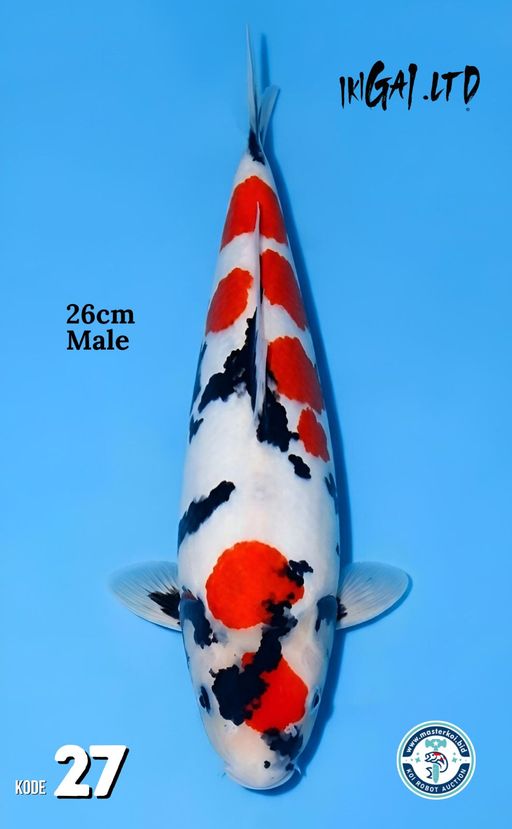Lelang Koi Online, Jual Beli Ikan Koi, Pusat Jual Beli Koi, Info Lelang Koi Hari Ini, Platform Jual Beli Koi, Jual Beli Ikan Koi Online, Marketplace Ikan Koi, Jual Koi Terbaik, Tempat Beli Koi Berkualitas, Pasar Ikan Koi Online Terpercaya, Penjual Ikan Koi Terpercaya, Beli Koi Hias Online, Ikan Koi untuk Dijual, Koi Kualitas Terbaik, Toko Online Ikan Koi, Koi Hias Untuk Dijual, Jual Beli Ikan Koi Lokal, Koi Indonesia Online, Pusat Jual Beli Koi Terbesar