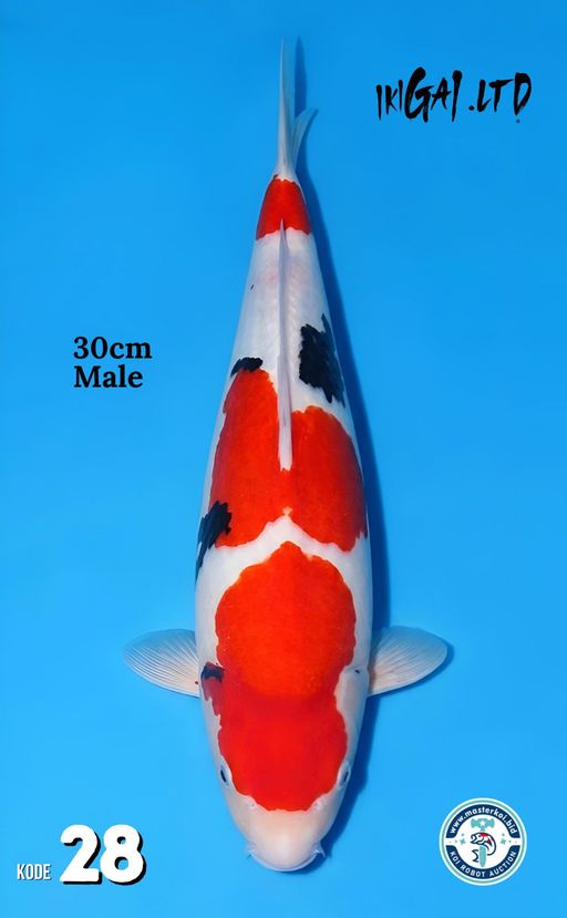 Lelang Koi Online, Jual Beli Ikan Koi, Pusat Jual Beli Koi, Info Lelang Koi Hari Ini, Platform Jual Beli Koi, Jual Beli Ikan Koi Online, Marketplace Ikan Koi, Jual Koi Terbaik, Tempat Beli Koi Berkualitas, Pasar Ikan Koi Online Terpercaya, Penjual Ikan Koi Terpercaya, Beli Koi Hias Online, Ikan Koi untuk Dijual, Koi Kualitas Terbaik, Toko Online Ikan Koi, Koi Hias Untuk Dijual, Jual Beli Ikan Koi Lokal, Koi Indonesia Online, Pusat Jual Beli Koi Terbesar