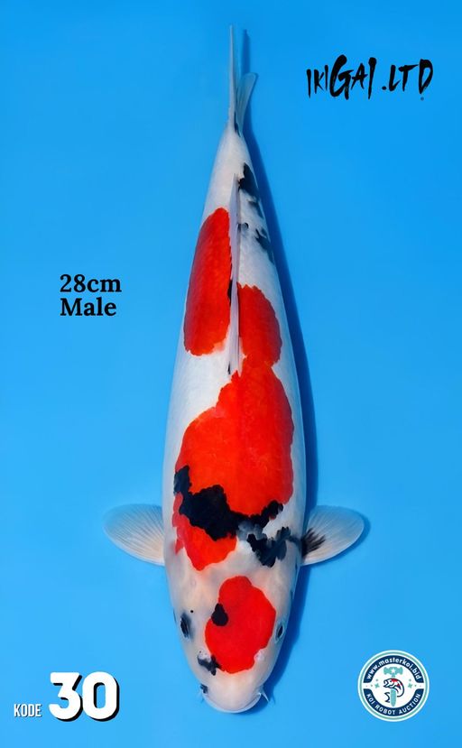 Lelang Koi Online, Jual Beli Ikan Koi, Pusat Jual Beli Koi, Info Lelang Koi Hari Ini, Platform Jual Beli Koi, Jual Beli Ikan Koi Online, Marketplace Ikan Koi, Jual Koi Terbaik, Tempat Beli Koi Berkualitas, Pasar Ikan Koi Online Terpercaya, Penjual Ikan Koi Terpercaya, Beli Koi Hias Online, Ikan Koi untuk Dijual, Koi Kualitas Terbaik, Toko Online Ikan Koi, Koi Hias Untuk Dijual, Jual Beli Ikan Koi Lokal, Koi Indonesia Online, Pusat Jual Beli Koi Terbesar