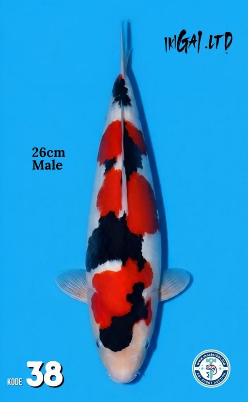Lelang Koi Online, Jual Beli Ikan Koi, Pusat Jual Beli Koi, Info Lelang Koi Hari Ini, Platform Jual Beli Koi, Jual Beli Ikan Koi Online, Marketplace Ikan Koi, Jual Koi Terbaik, Tempat Beli Koi Berkualitas, Pasar Ikan Koi Online Terpercaya, Penjual Ikan Koi Terpercaya, Beli Koi Hias Online, Ikan Koi untuk Dijual, Koi Kualitas Terbaik, Toko Online Ikan Koi, Koi Hias Untuk Dijual, Jual Beli Ikan Koi Lokal, Koi Indonesia Online, Pusat Jual Beli Koi Terbesar
