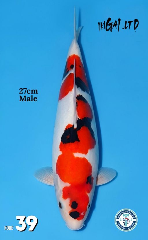 Lelang Koi Online, Jual Beli Ikan Koi, Pusat Jual Beli Koi, Info Lelang Koi Hari Ini, Platform Jual Beli Koi, Jual Beli Ikan Koi Online, Marketplace Ikan Koi, Jual Koi Terbaik, Tempat Beli Koi Berkualitas, Pasar Ikan Koi Online Terpercaya, Penjual Ikan Koi Terpercaya, Beli Koi Hias Online, Ikan Koi untuk Dijual, Koi Kualitas Terbaik, Toko Online Ikan Koi, Koi Hias Untuk Dijual, Jual Beli Ikan Koi Lokal, Koi Indonesia Online, Pusat Jual Beli Koi Terbesar