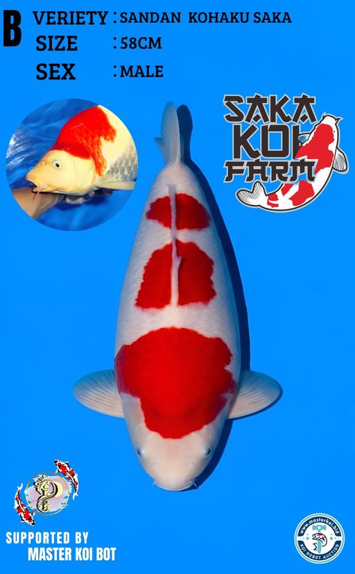 B. SANDAN KOHAKU SAKA 58cm [MALE]...