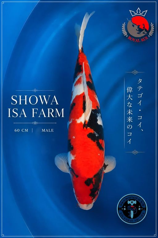 A. SHOWA IMPOR ISA KOIFARM 60cm [...