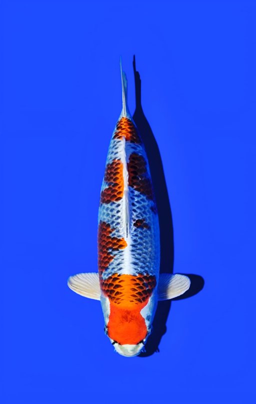 E. KUJAKU SQ ORI 42cm [MALE] (BAK...