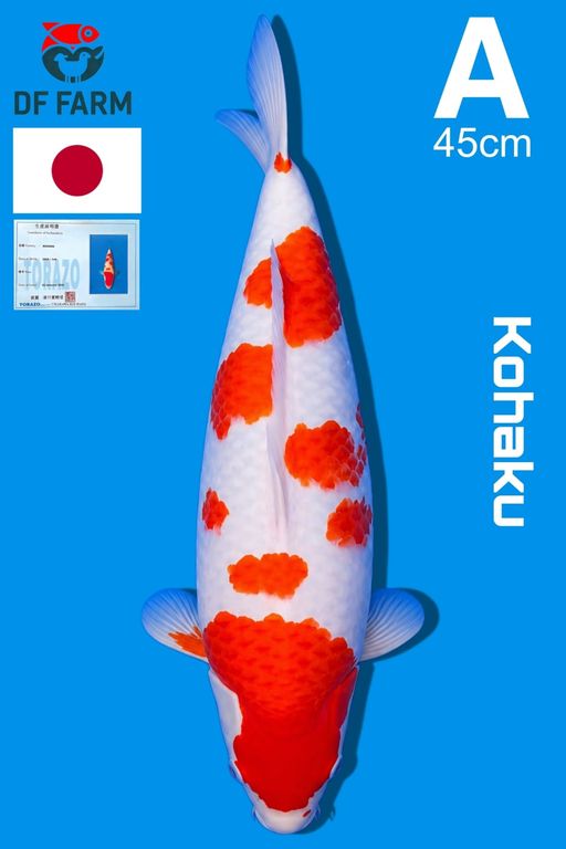 A. KOHAKU IMPORT TOR...