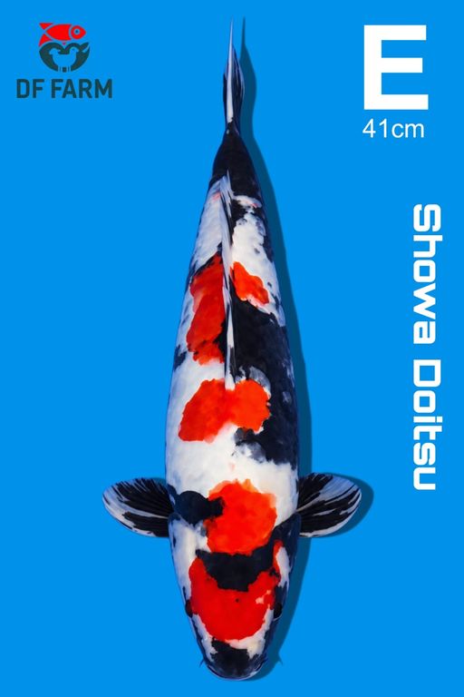 E. SHOWA DOITSU 42cm...