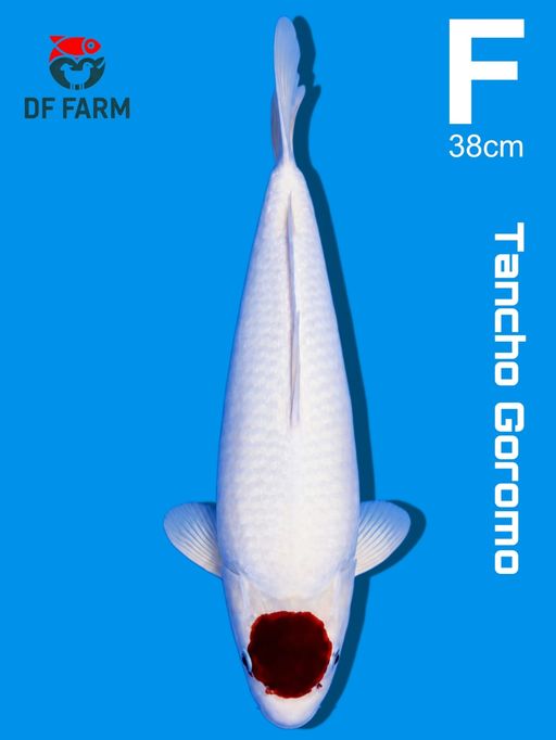 F. TANCHO GOROMO 38c...