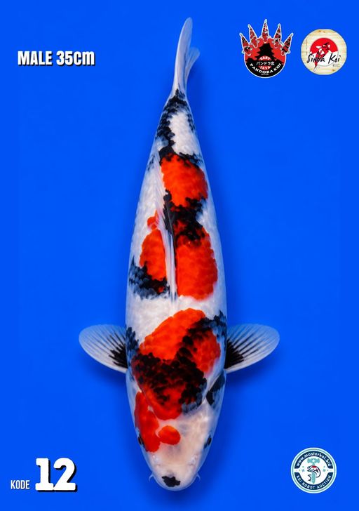 12. SHOWA 35cm [MALE...